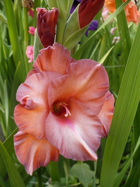 P1270180 - Gladiole 2017