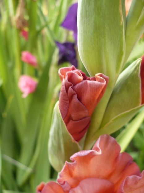 P1270182 - Gladiole 2017