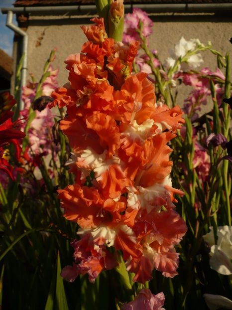 P1270186 - Gladiole 2017