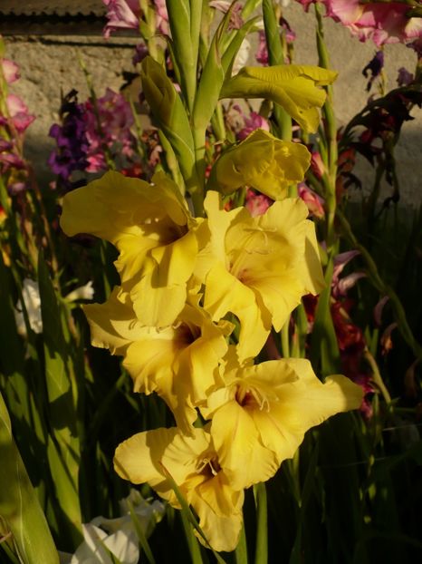 P1270187 - Gladiole 2017
