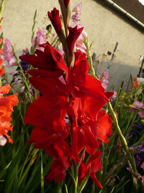 P1270189 - Gladiole 2017