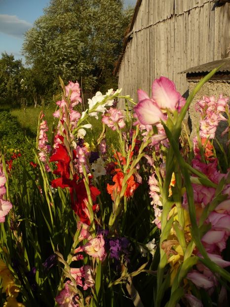 P1270200 - Gladiole 2017