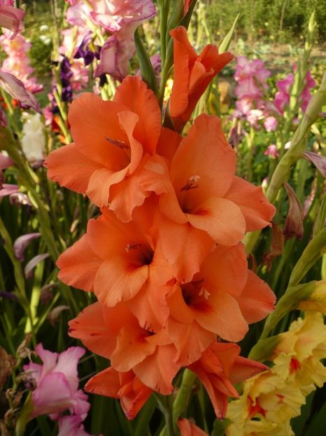 P1270203 - Gladiole 2017