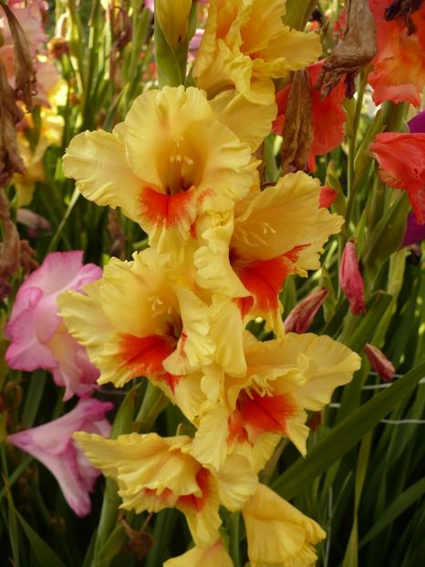 P1270205 - Gladiole 2017