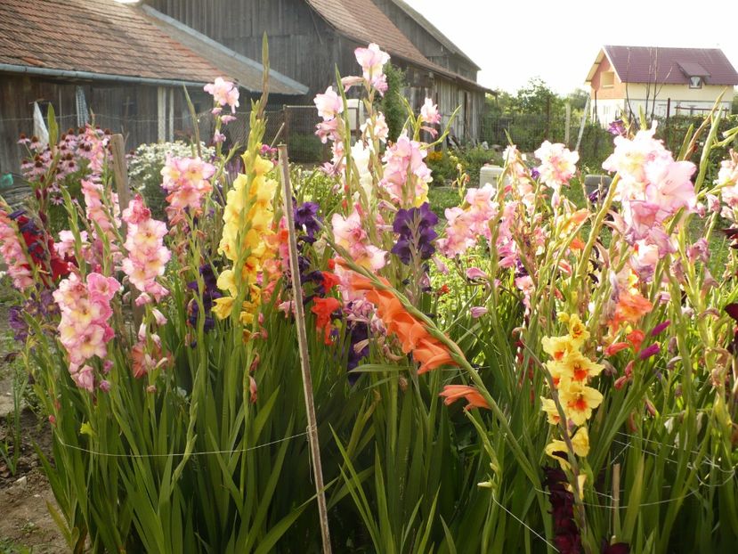 P1270208 - Gladiole 2017