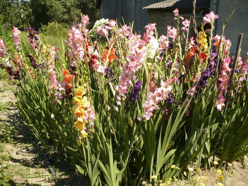 P1270267 - Gladiole 2017