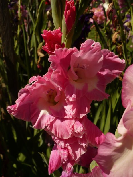 P1270341 - Gladiole 2017