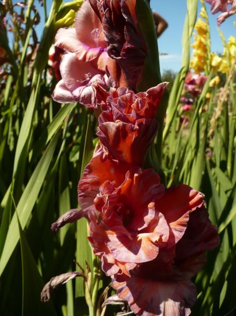 P1270345 - Gladiole 2017