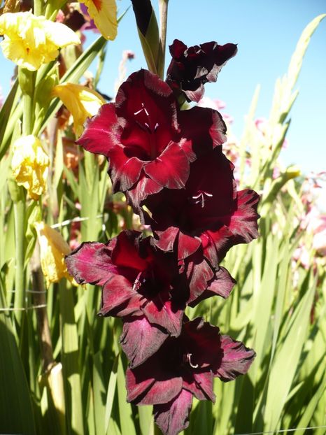 P1270367 - Gladiole 2017