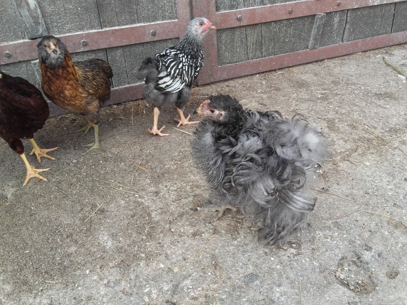  - Cochinchina Urias Albastru-Frezat