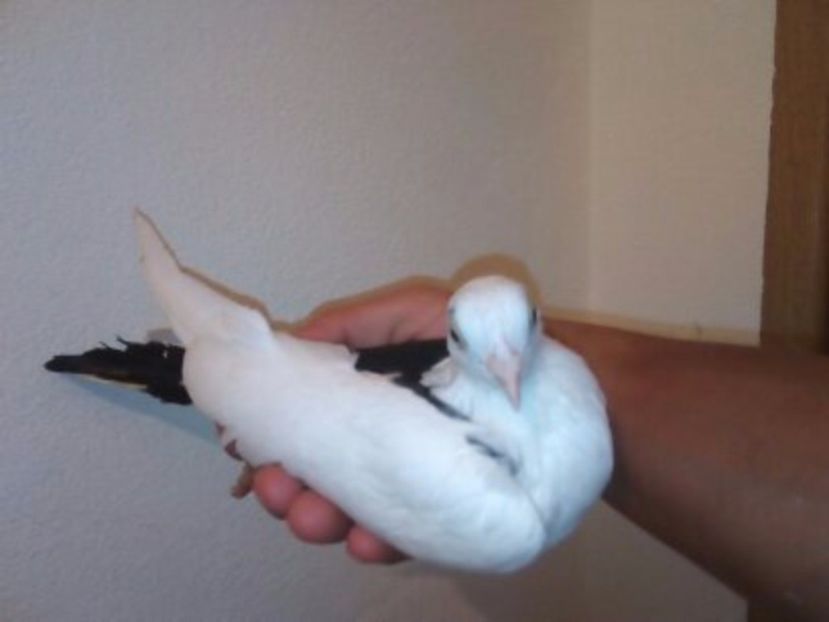  - Galateanul Pripasit