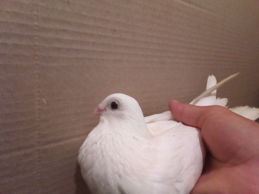  - Jucatori de Galati Albi