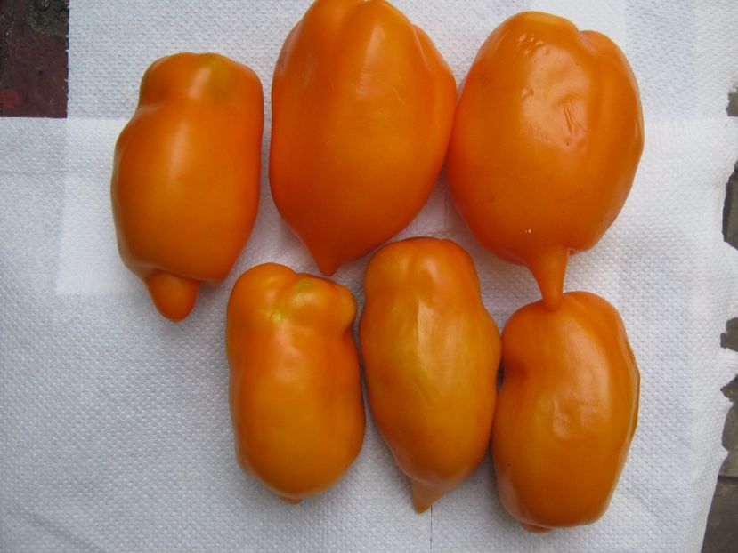 banana orange - A-A Gradina de legume -fructe-plante aromatice si medicinale 2017