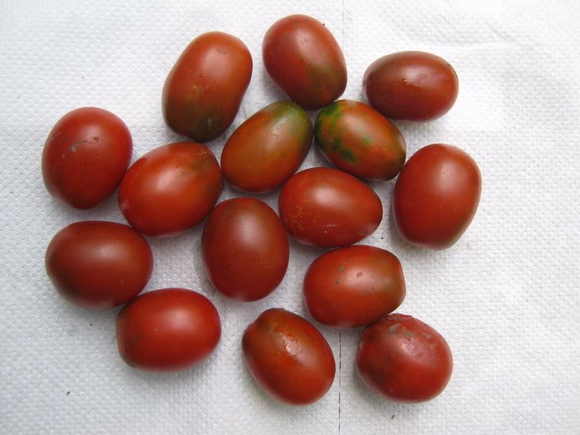 black plum - A-A Gradina de legume -fructe-plante aromatice si medicinale 2017