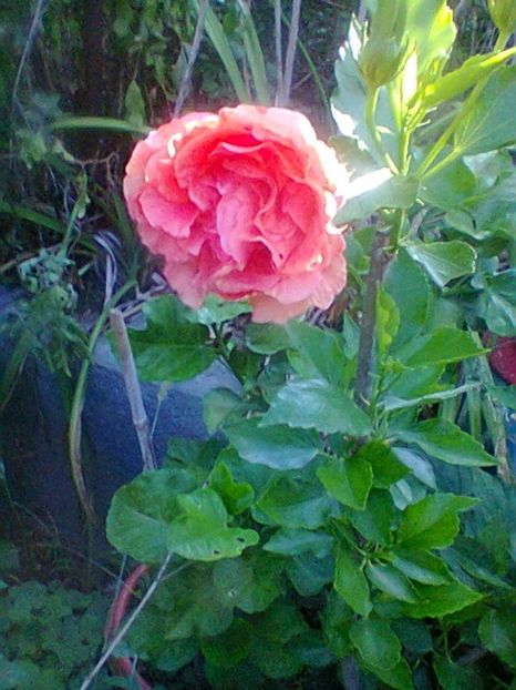 Fotogr.0395 - august 2017