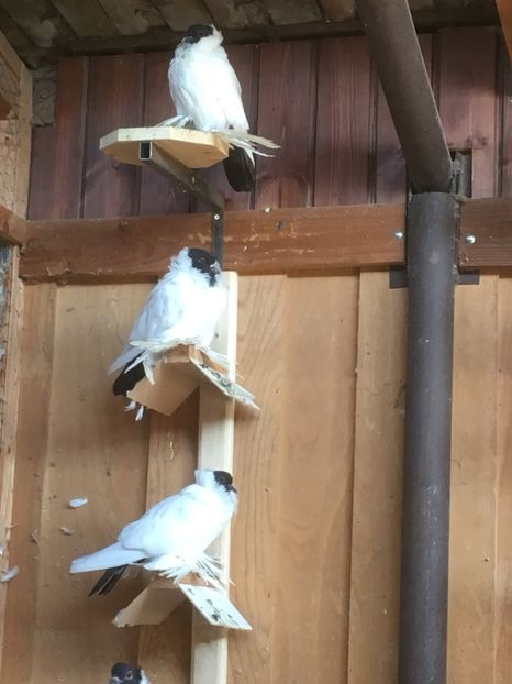  - De vanzare Cap de maur