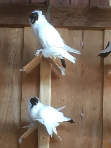  - De vanzare Cap de maur