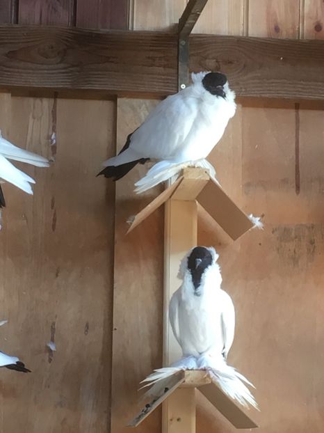  - De vanzare Cap de maur