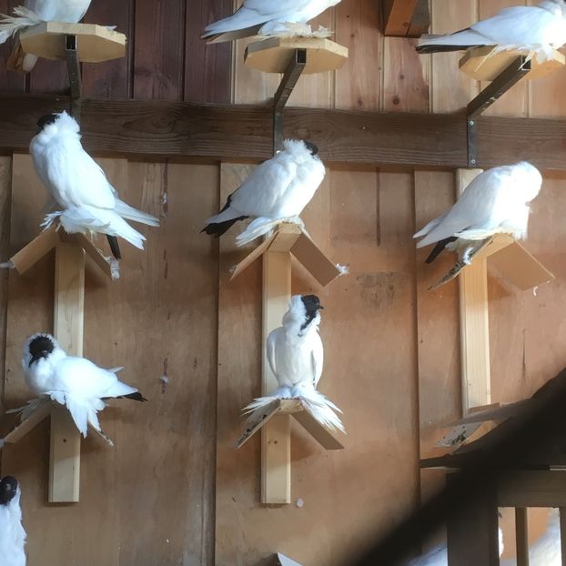  - De vanzare Cap de maur