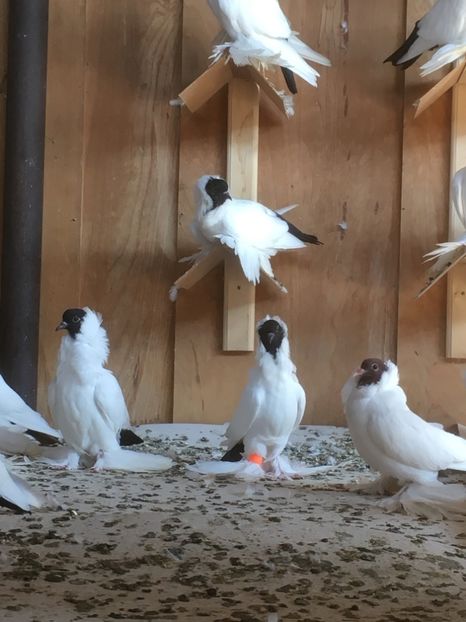  - De vanzare Cap de maur