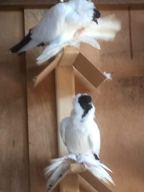  - De vanzare Cap de maur