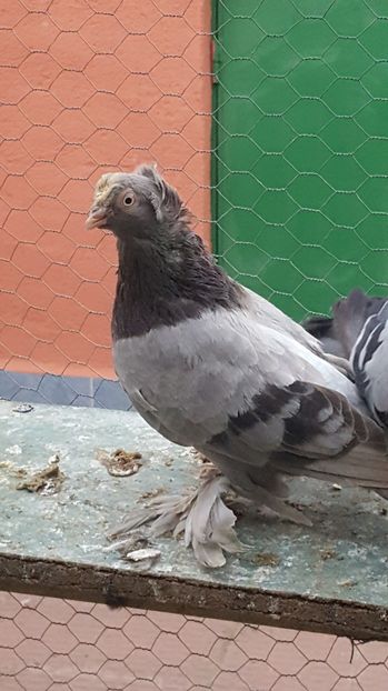  - Albastru cu ciocul alb