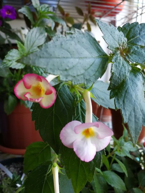  - Achimenes 2017
