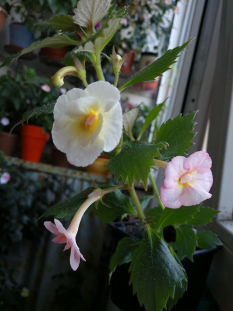  - Achimenes 2017