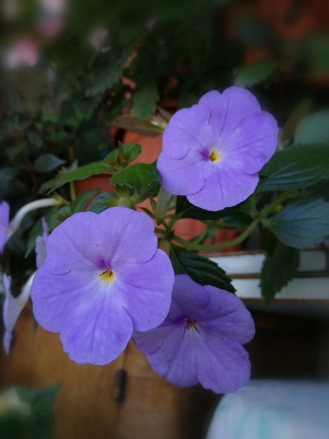  - Achimenes 2017