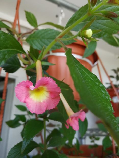  - Achimenes 2017