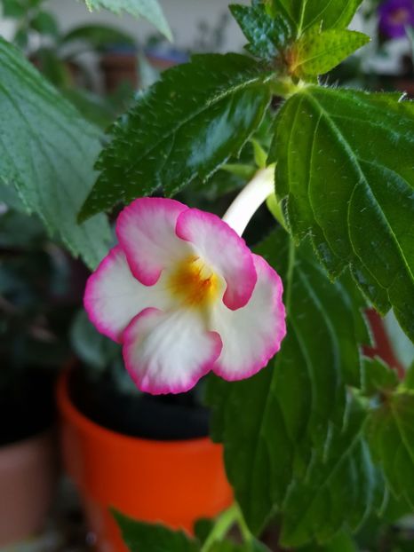  - Achimenes 2017