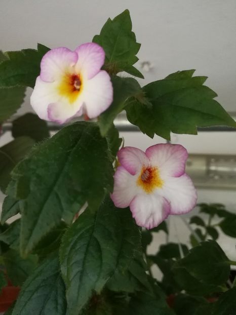 - Achimenes 2017