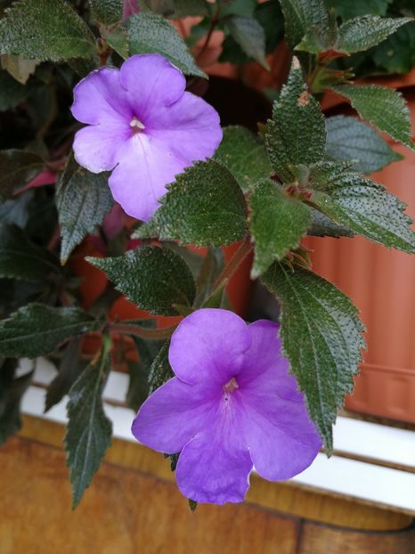  - Achimenes 2017