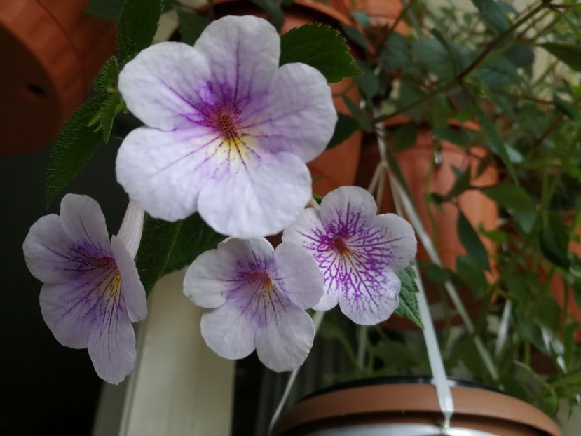  - Achimenes 2017