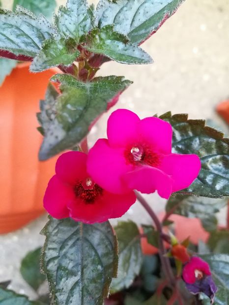 - Achimenes 2017