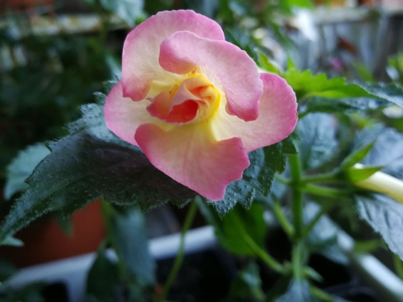  - Achimenes 2017