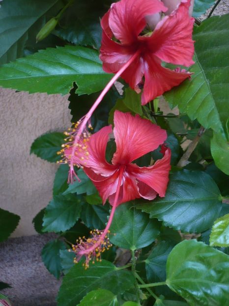 P1340363 - Rouge tropique