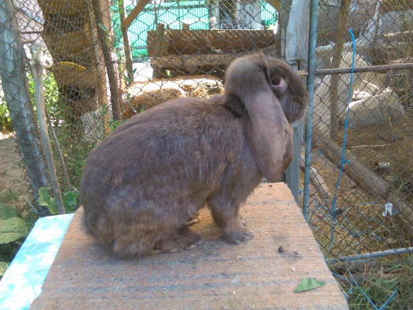 FEMELA MATURA - AAAAAA DE VANZARE TOTI IEPURI