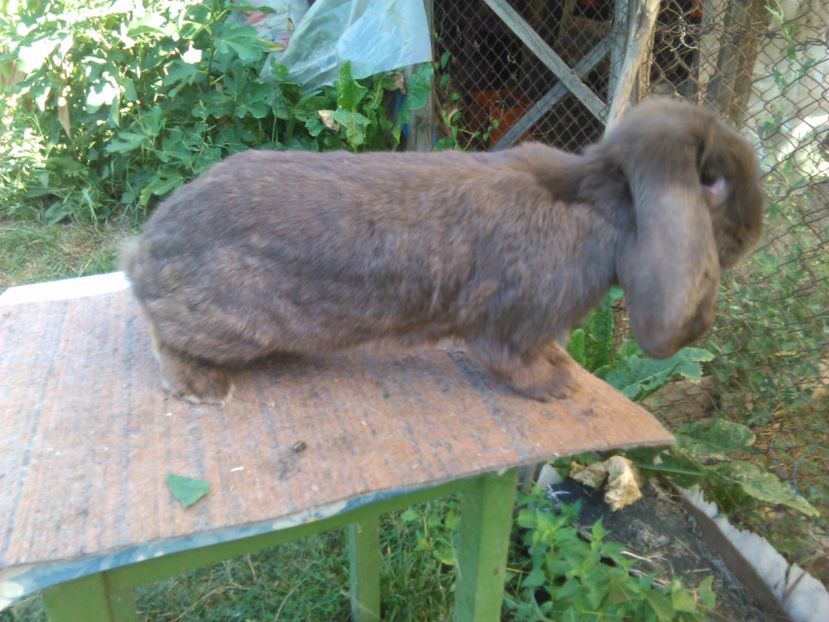  - AAAAAA DE VANZARE TOTI IEPURI