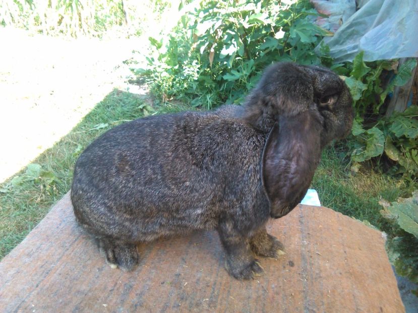  - AAAAAA DE VANZARE TOTI IEPURI