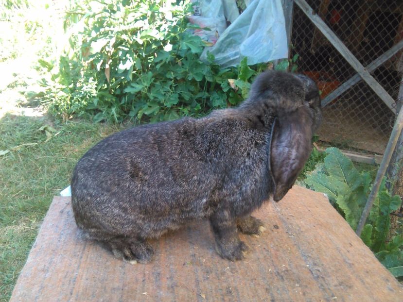  - AAAAAA DE VANZARE TOTI IEPURI