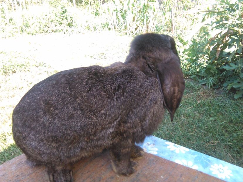  - AAAAAA DE VANZARE TOTI IEPURI