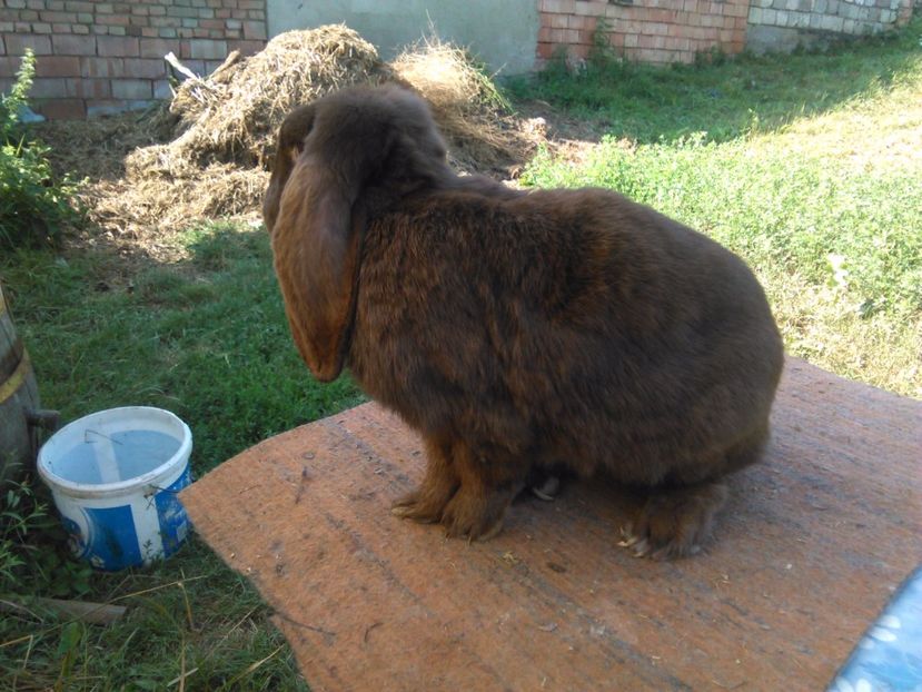  - AAAAAA DE VANZARE TOTI IEPURI