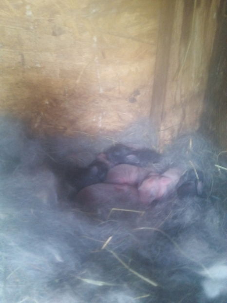 agouti‚ galben si negru - Cuib din 14-08-2017