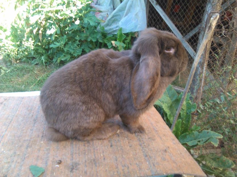  - AAAAAA DE VANZARE TOTI IEPURI