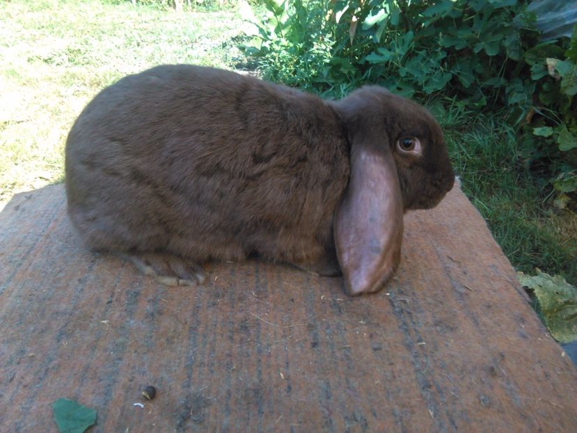  - AAAAAA DE VANZARE TOTI IEPURI