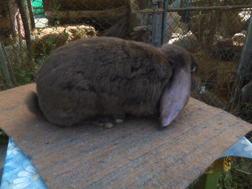  - AAAAAA DE VANZARE TOTI IEPURI