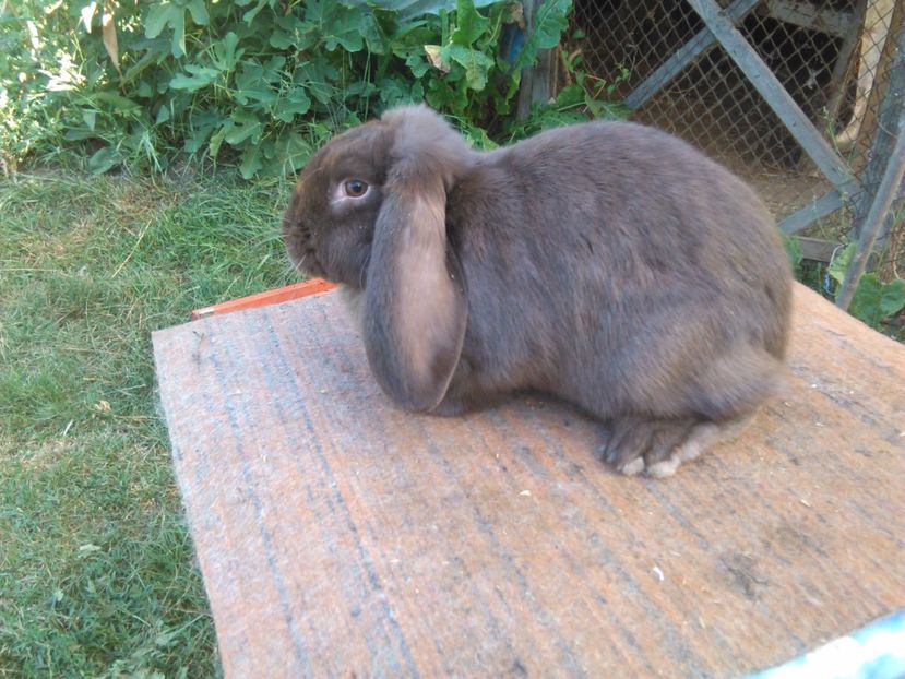  - AAAAAA DE VANZARE TOTI IEPURI