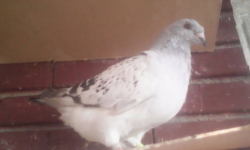 Savana - PUII 2017 DIN LA FABRICA