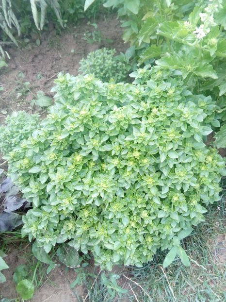 Busuioc grecesc tufa mare - w Produse livrate